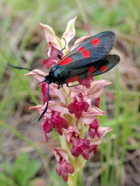 Due Zygaenidae da ID